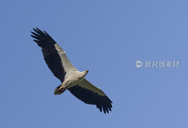 白腹海鹰(Haliaeetus leucogaster)，会飞;蓝色的天空